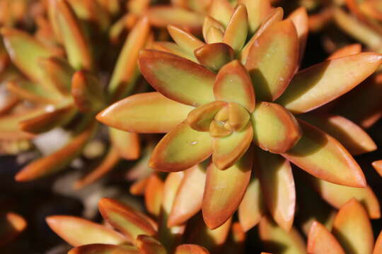 Image de Sedum nussbaumerianum Bitter