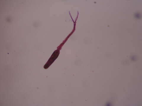 Image of Schistosomatoidea