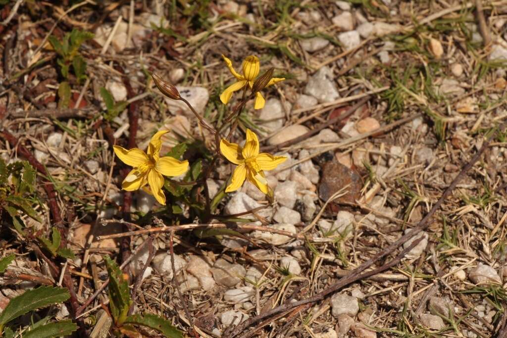 Image of Cyanella lutea L. fil.