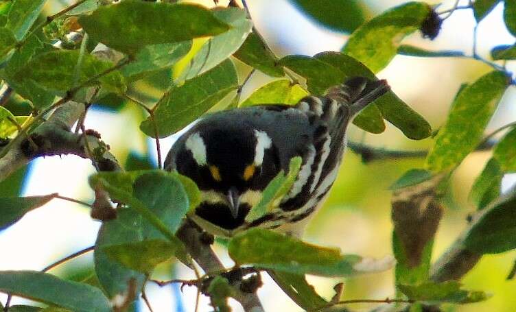 Image of Black-throated Grey Warbler