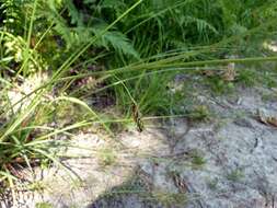 Image of smooth-stalked sedge