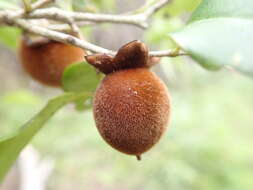 Diospyros haplostylis Boivin ex Hiern的圖片