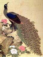 Image of Green Peafowl