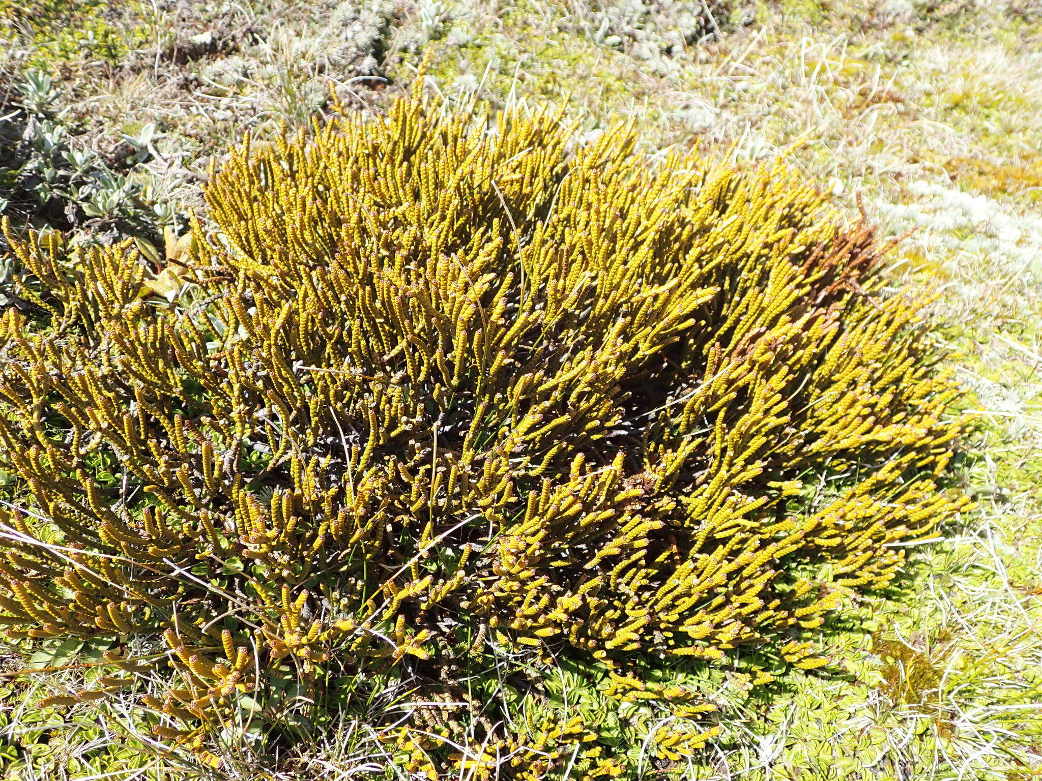 Image of Veronica hectorii subsp. demissa (G. Simpson) Garn.-Jones