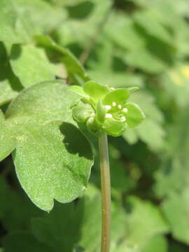 Image of adoxa