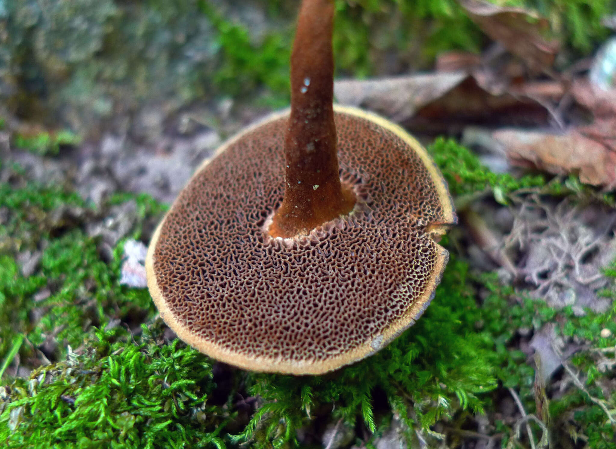 Image of Coltricia cinnamomea (Jacq.) Murrill 1904