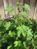 Image of cluster mallow