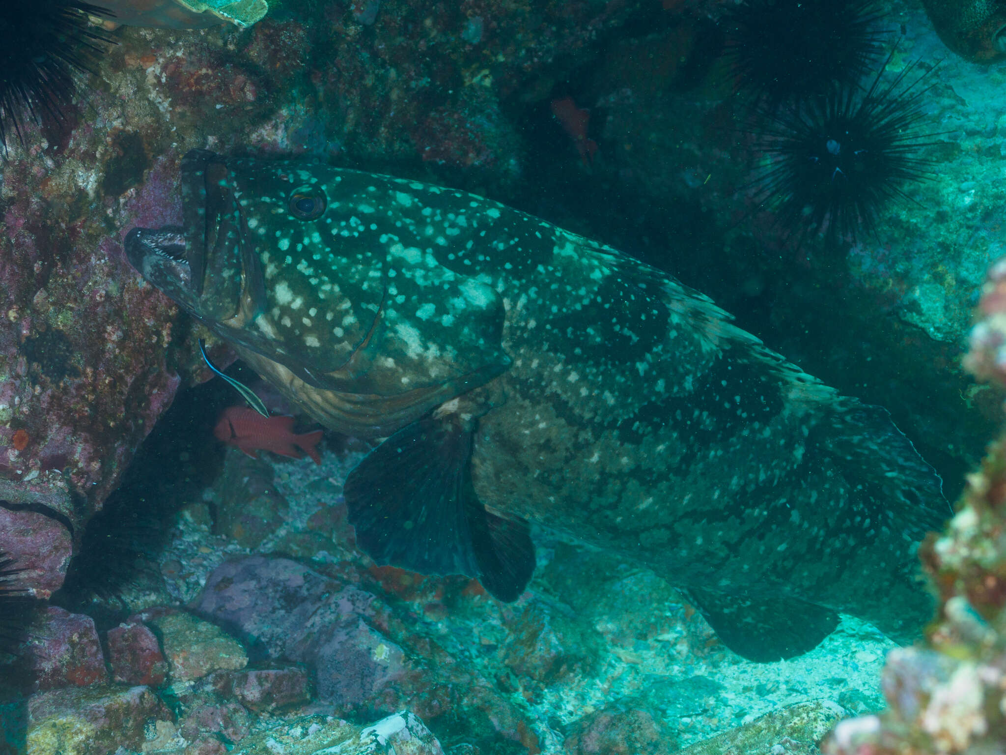 Epinephelus daemelii (Günther 1876) resmi