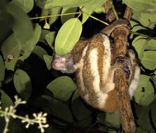 Image of Masoala Woolly Lemur