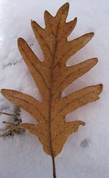 Image of Iberian white oak