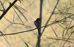 Image of Flycatcher-shrike