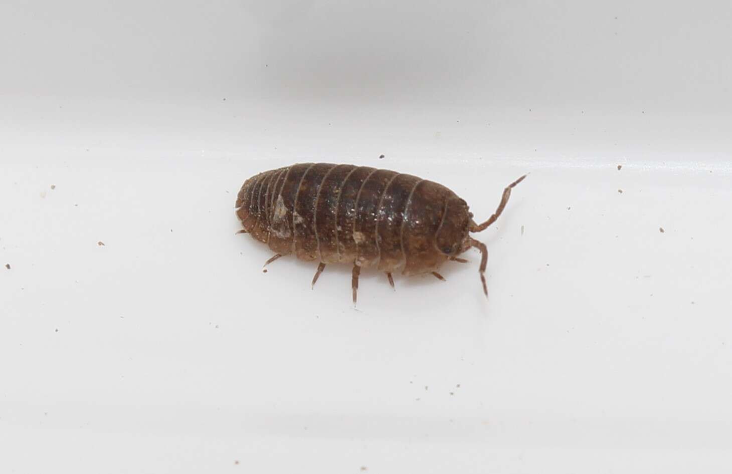 Image of Armadillidium insulanum Verhoeff 1907