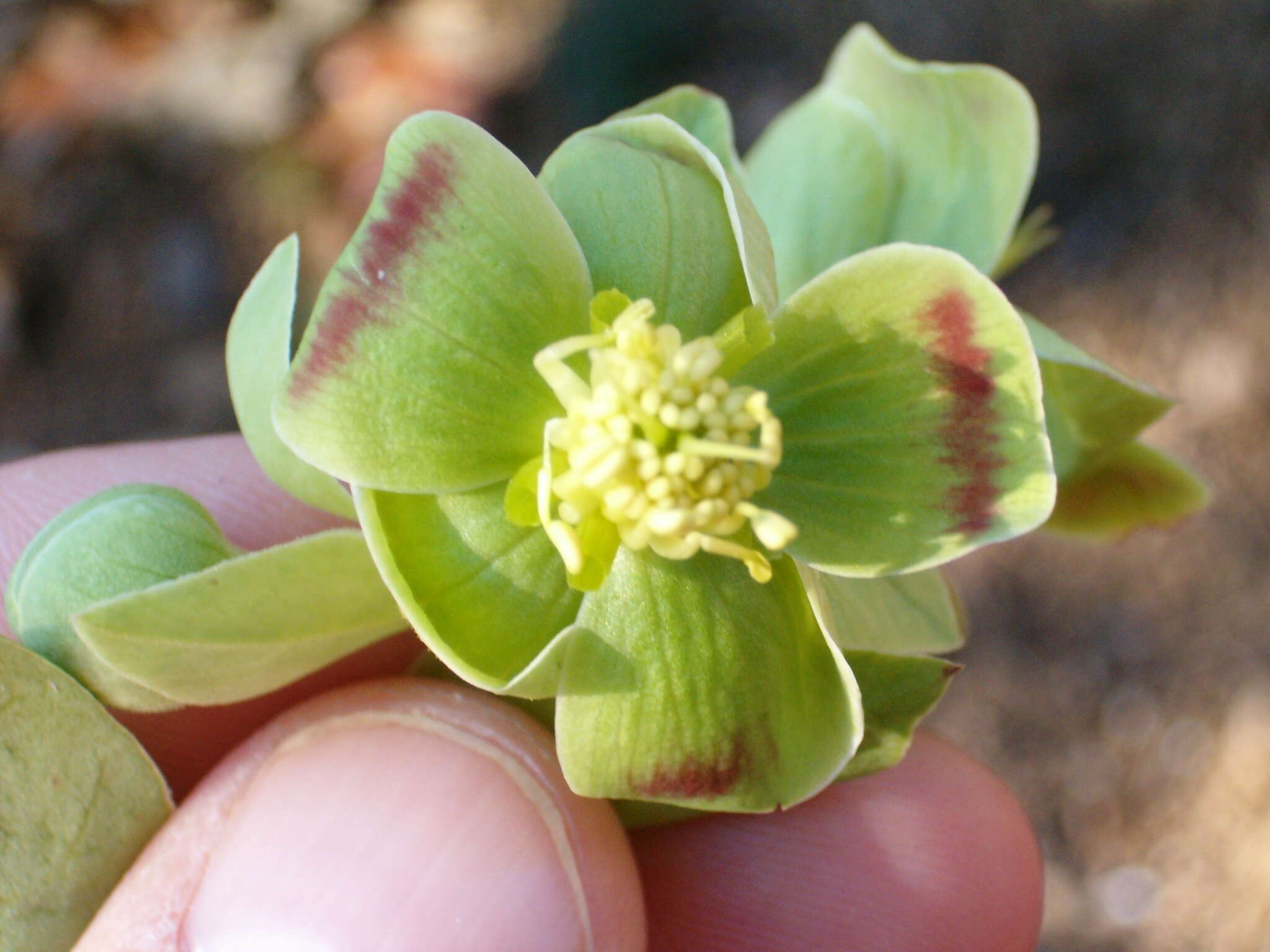 Image of Stinking Hellebore