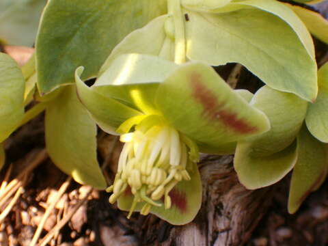 Image of Stinking Hellebore