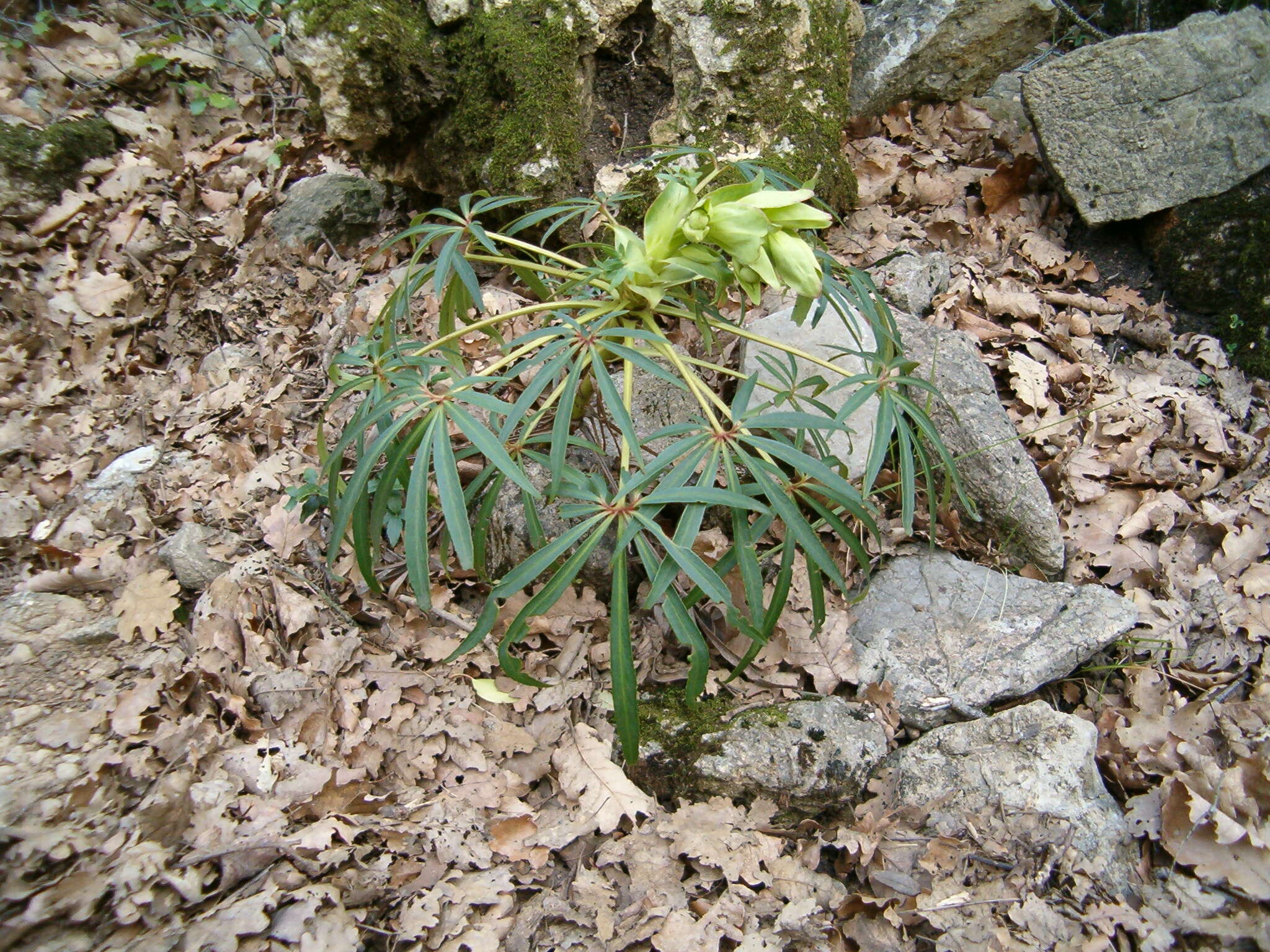 Image of Stinking Hellebore