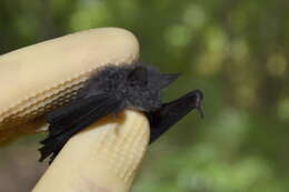 Image of Thick-thumbed Myotis