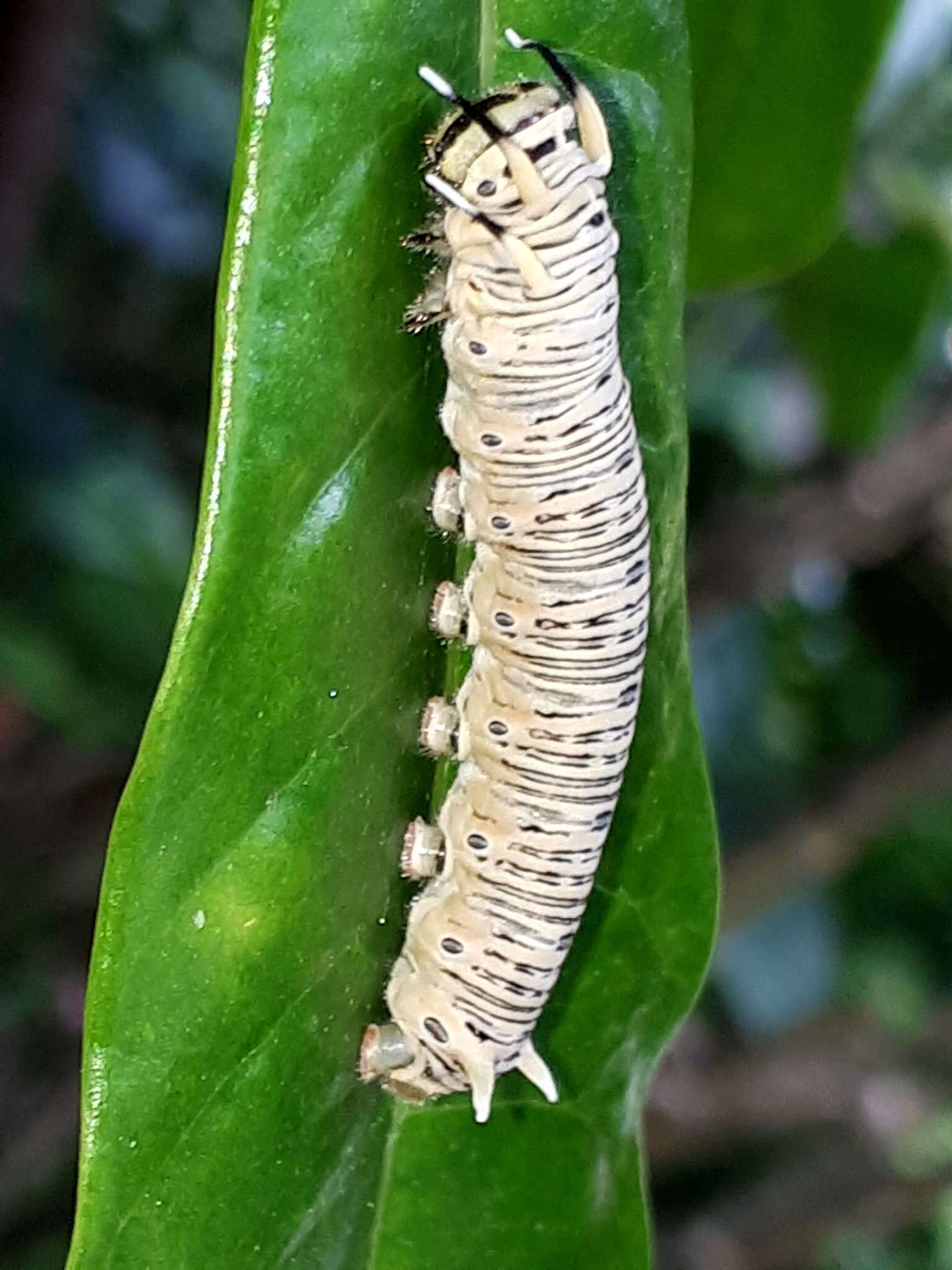 Euploea phaenareta Schaller 1785的圖片