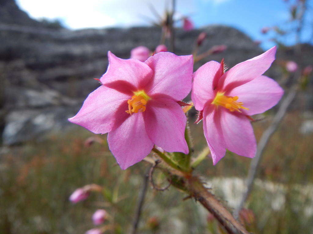 Image of Roridula dentata L.