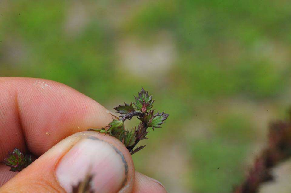 Слика од Euphrasia stricta D. Wolff ex J. F. Lehm.