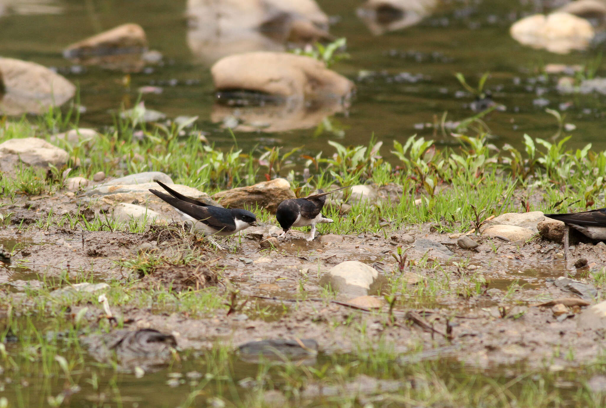 Image of Asian House Martin