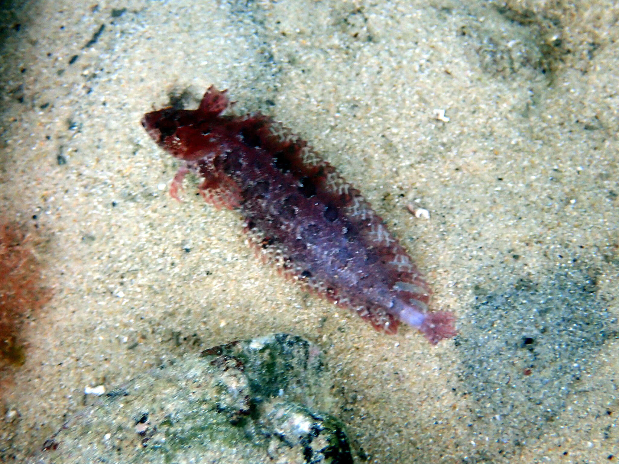 Image of Common weedfish