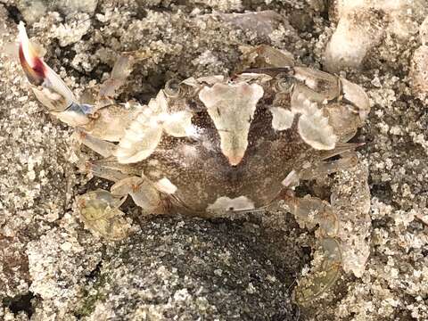 Image of blotched swimming crab