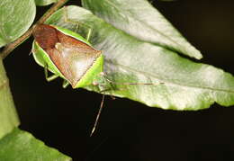 Image of <i>Neojurtina typica</i> Distant 1921