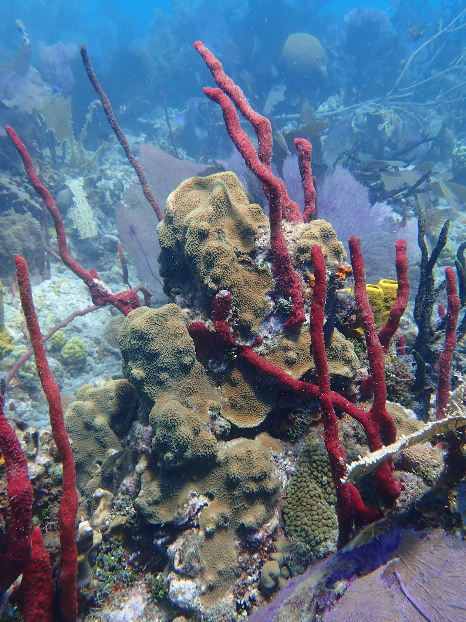 Image of Mountainous Star Coral