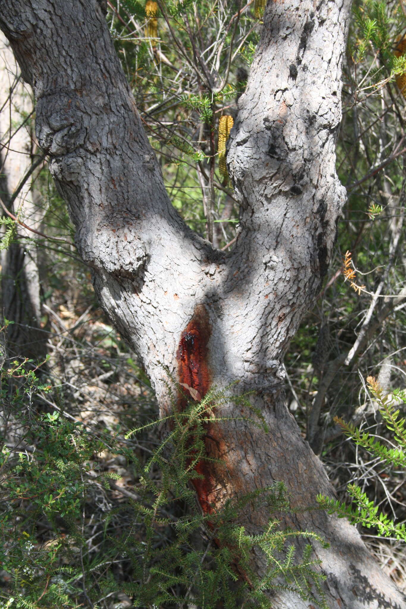 Image of red bloodwood