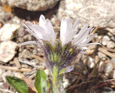 Imagem de Erigeron melanocephalus (A. Nels.) A. Nels.