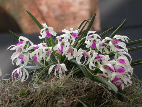 Image of Leptotes bicolor Lindl.
