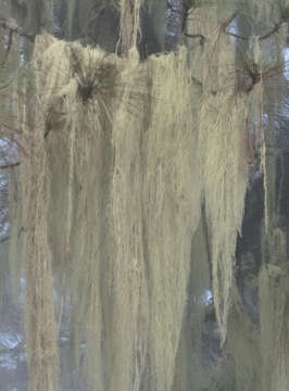 Image of string-of-sausages lichen