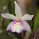 Image of Leptotes pauloensis Hoehne