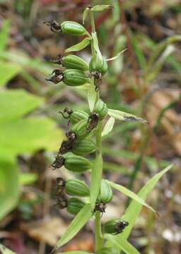 Image of Epipactis papillosa Franch. & Sav.