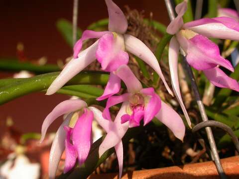 Plancia ëd Leptotes pohlitinocoi V. P. Castro & Chiron