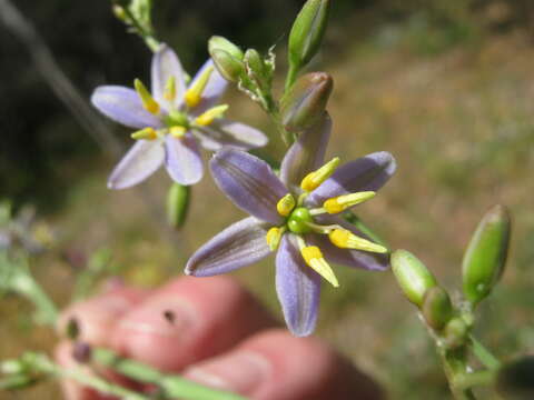 Image of Dianella longifolia var. grandis R. J. F. Hend.