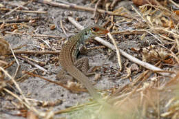 Image of Ameiva bifrontata divisa (Fischer 1879)