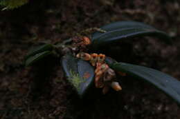 Image of Red rope orchid