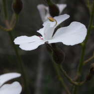 Image de Stylidium caricifolium Lindley