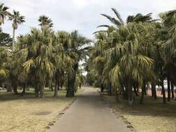 Image of fountain palm