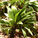 Image of Orchidantha longiflora (Scort.) Ridl.