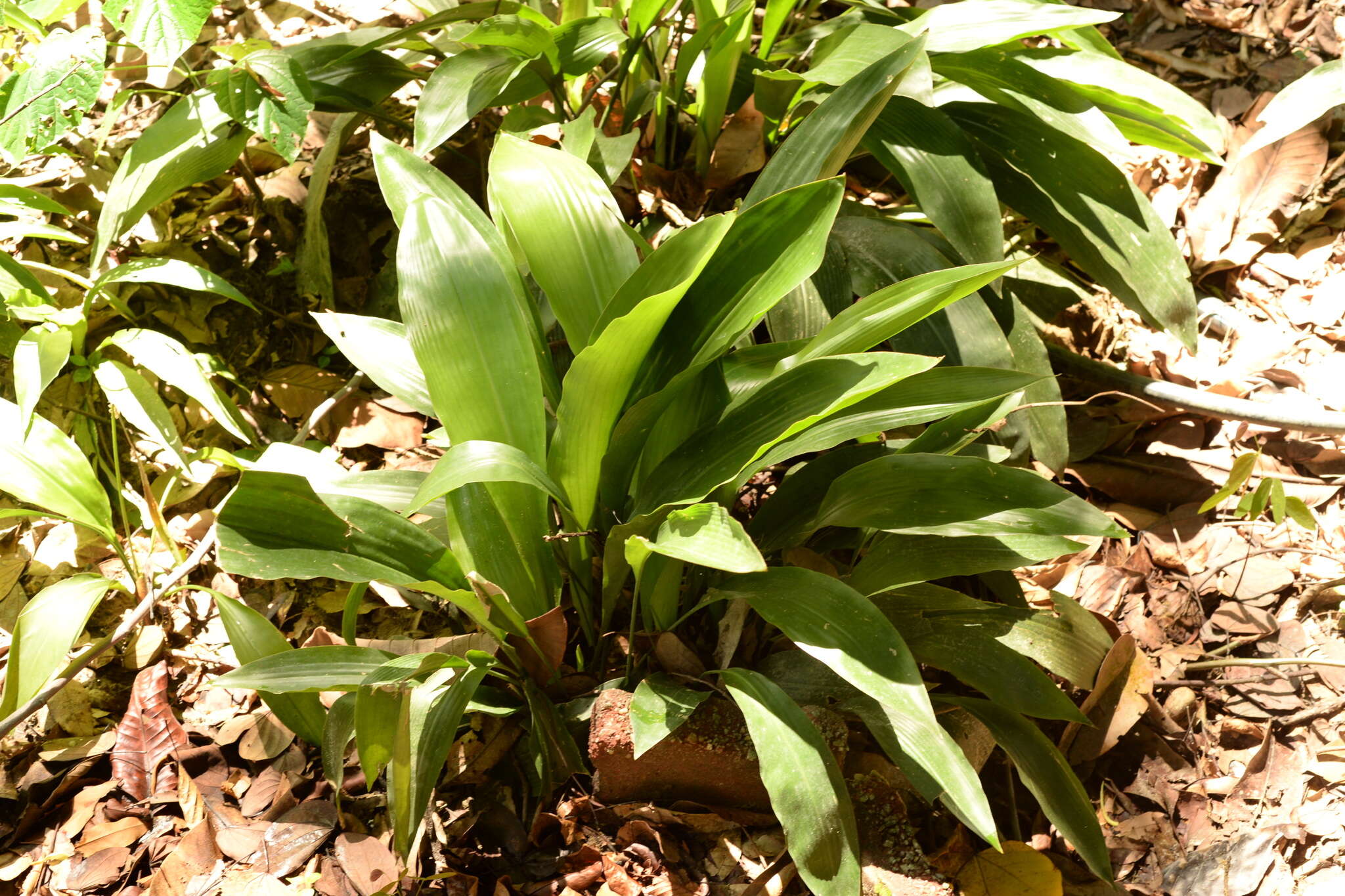 Image of Orchidantha longiflora (Scort.) Ridl.