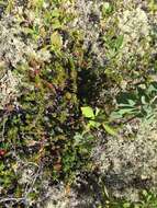 Image of purple crowberry