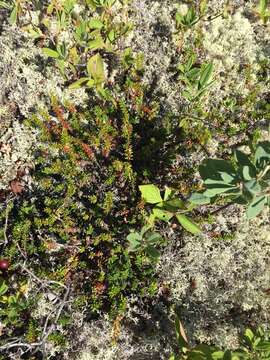 Image of purple crowberry