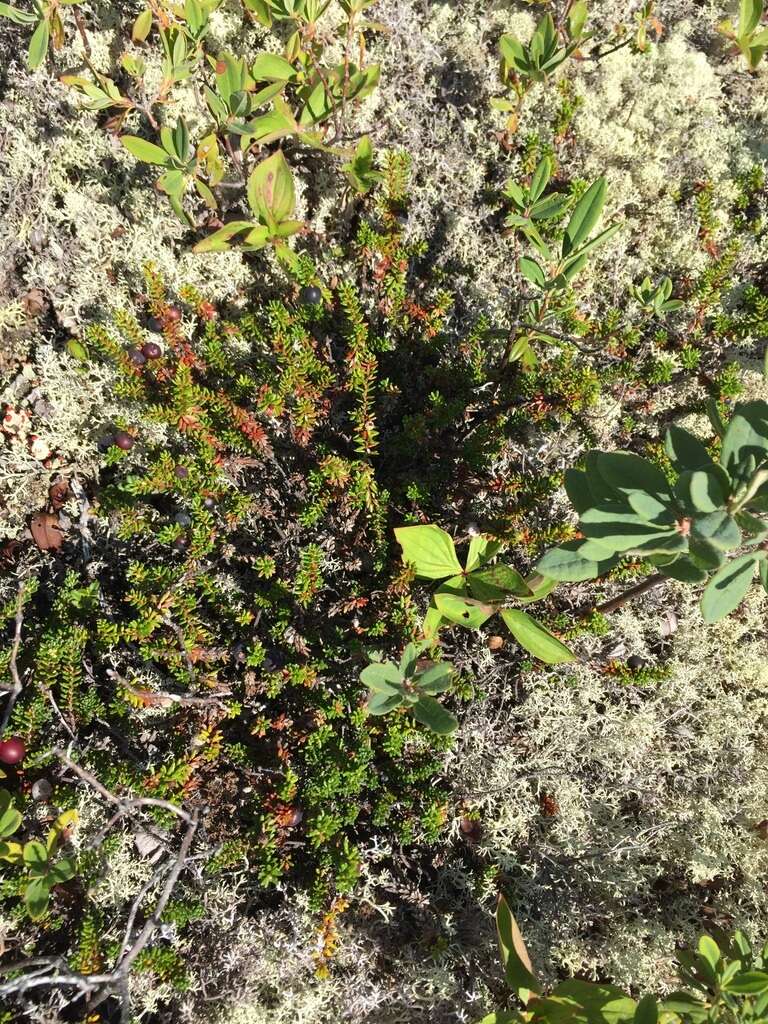 Image of purple crowberry