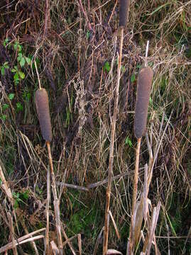 Image of broadleaf cattail