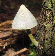 Image of Entoloma canoconicum E. Horak 1976