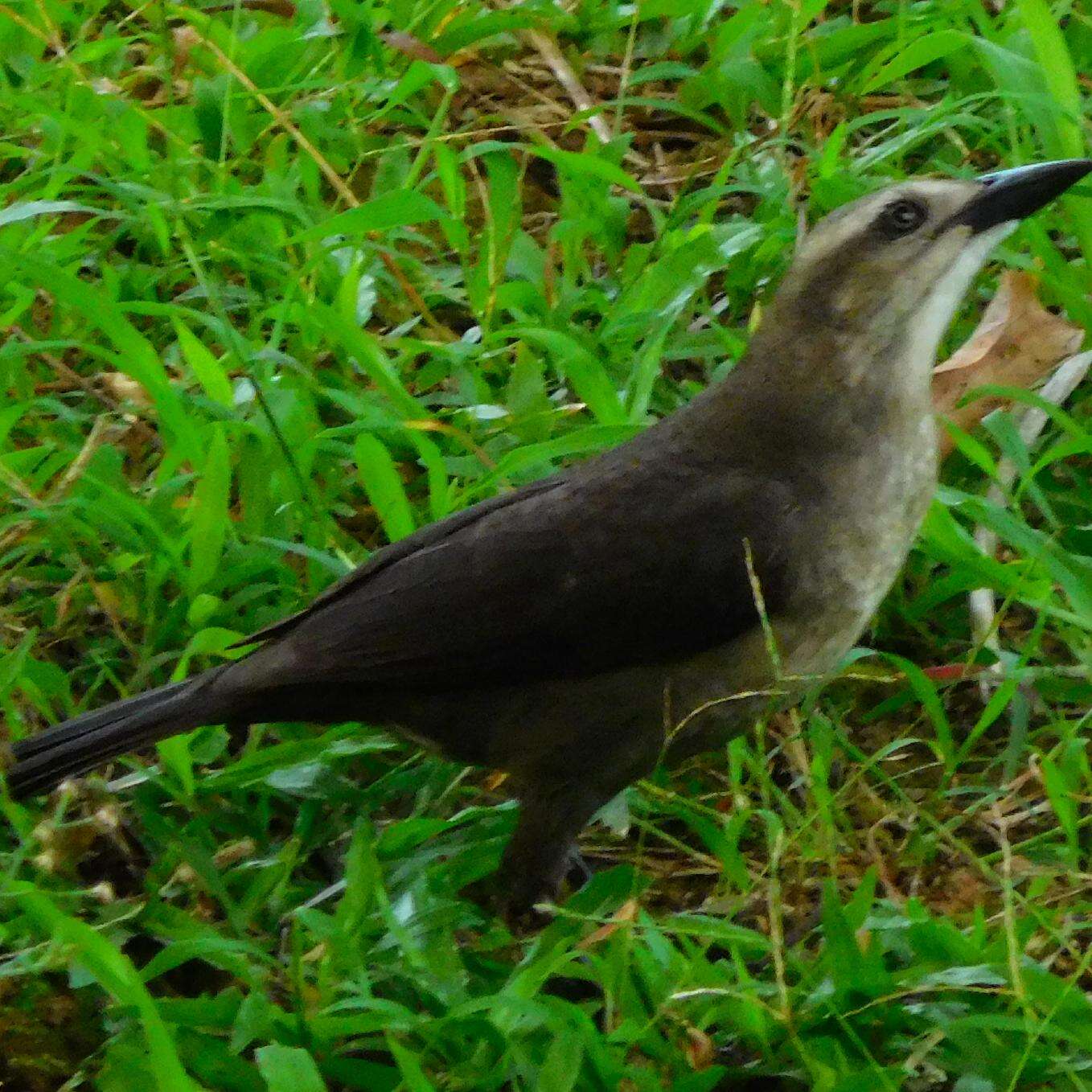 Image of Carib Grackle