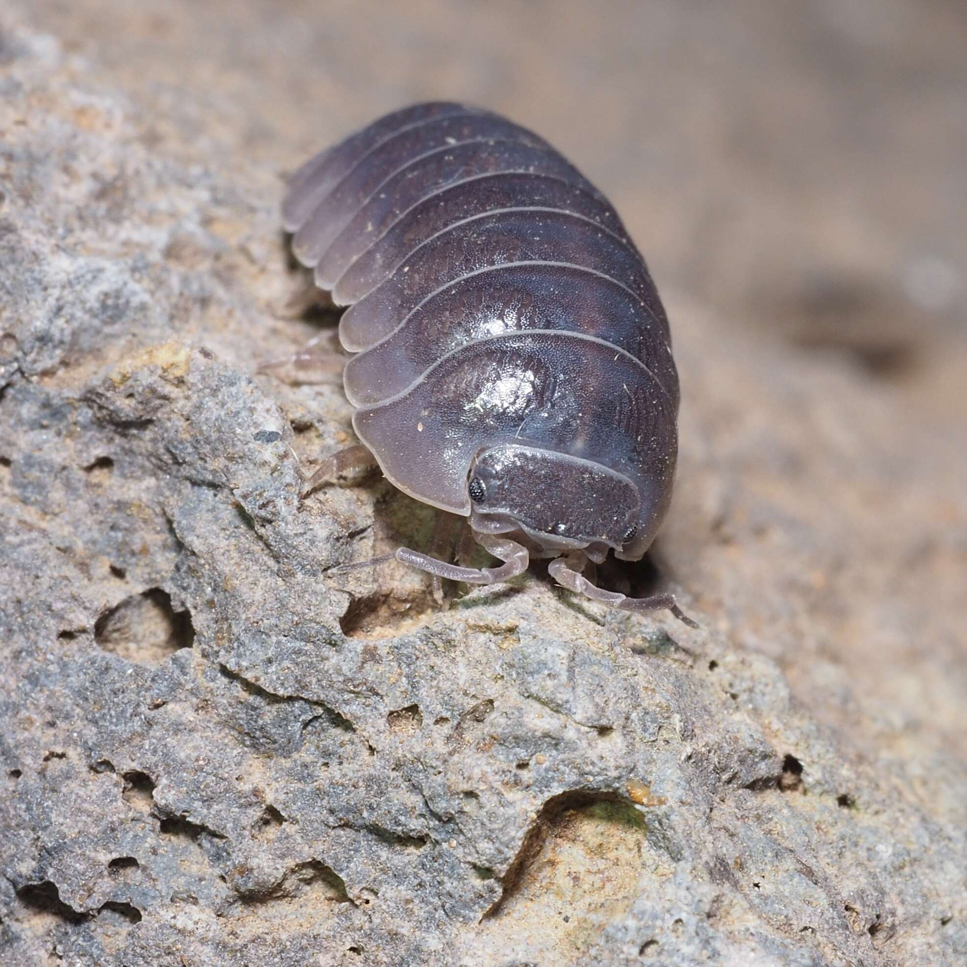 Image of Armadillidium badium Budde-Lund 1885