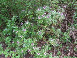 Image of Bowles perennial wallflower